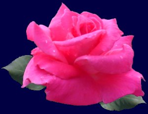 rose-pink-9.jpg